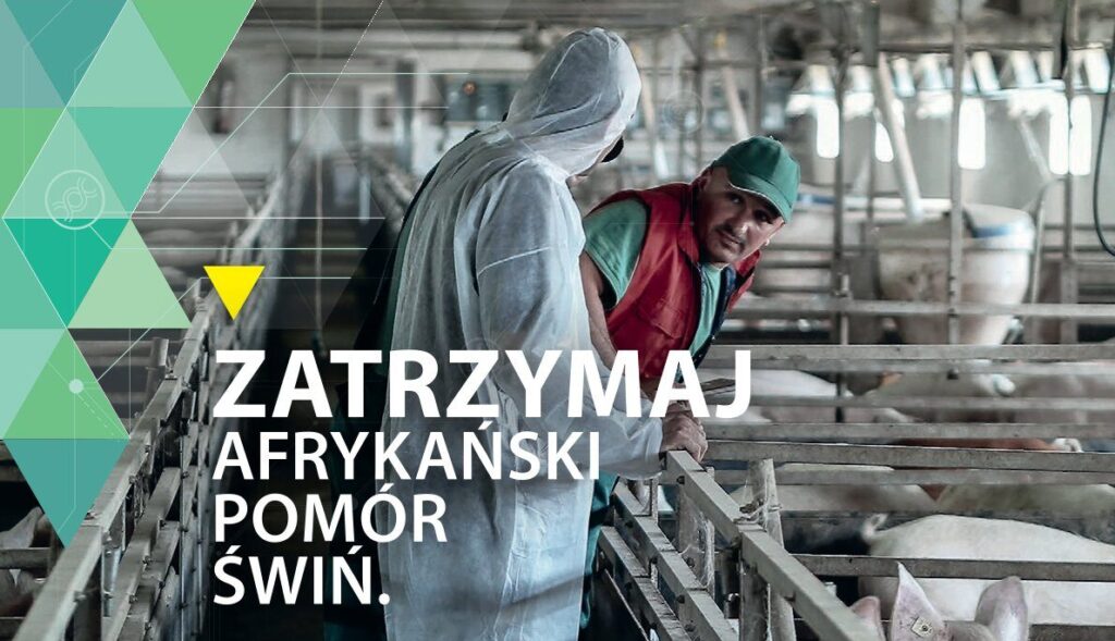 Afrykański Pomór Świń – jak chronić gospodarstwa?